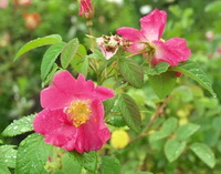 plant of Rosa gallica with pink flowers and green leaves grow in field