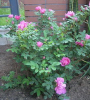 flowering plant of Rosa rugosa with pink flowers grow in yard