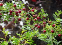 Rosehip