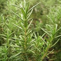 growing shrub of Rosmarinus officinalis with green leaves