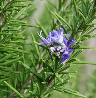 plant of Rosmarinus officinalis with a lilac flower