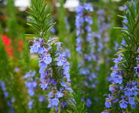 flowering plants of Rosmarinus officinalis with many lilac flower spikes grow in field