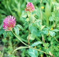 flowering plant of red clover