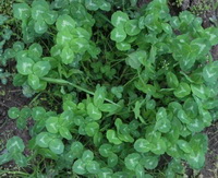 small shrubs of Trifolium pratense grow in field