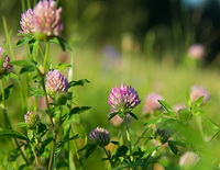 plants of Trifolium pratense with pink flowers grow in field