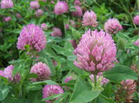 flowering plants of Trifolium pratense with pink flowers and green leaves grow in field