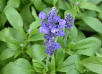 Dalmation sage