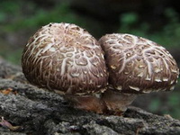 two Flower Shiitake Mushrooms grow on trunks