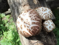 three Flower Shiitake Mushrooms grow on trunk