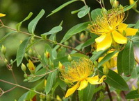 flowering plant of St.Johns Wort with yellow flowers