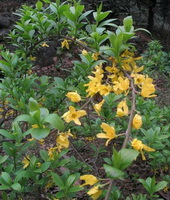 flowering plant of Hypericum perforatum with yellow flowers grow in field