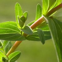 green leaves of Hypericum perforatum grow on light red stems