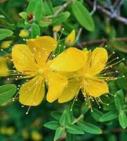 yellow flowers of Hypericum perforatum and green leaves