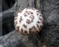 a mushroom of Lentinus edodes Berk. Sing grows on trunk