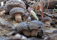 several mushrooms of Lentinus edodes Berk. Sing grow in mountain