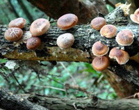 many small brown mushrooms of Lentinus edodes Berk. Sing. grow on tree trunk in mountain