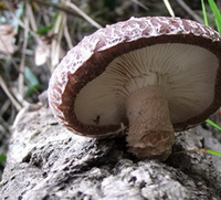 a big mushroom of Lentinus edodes Berk. Sing grows on trunk