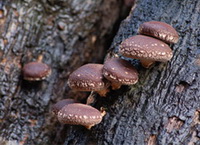brown mushrooms of Lentinus edodes Berk. Sing grow on trunks