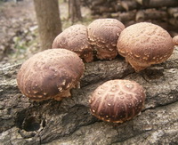 five brown mushrooms of Lentinus edodes Berk. Sing grow on old trunks