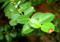 plant of Squaw Vine with green leaves