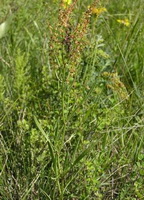 plants of Rumex acetosella with brown flower spikes grow in field