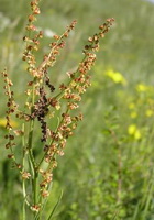 flowering plant of Rumex acetosella,field sorrel with flower spikes grow in grass field
