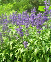 flowering plants of Salvia officinalis with lilac flower spikes grow in field