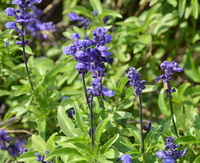 flowering plants of Salvia officinalis with blue flower spikes and green leaves grow in sunny field
