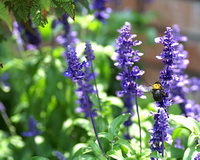 purple flower spikes of Salvia officinalis grow in sunny field