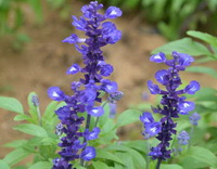 several small blue flower spikes of Dalmation sage