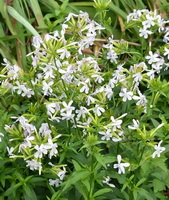 flowering plants of Saponaria officinalis with white flowers grow in field