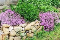 flowering plants of Saponaria officinalis with small pink flowers grow in field
