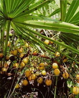 fruiting plant of Serenoa repens with many yellow fruit berries grow in sunny field