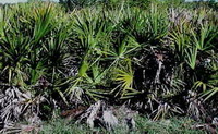plants of Serenoa repens with green leaves grow in field