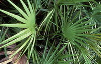 green leaves of Serenoa repens