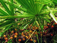 yellow berries of Serenoa repens and green leaves