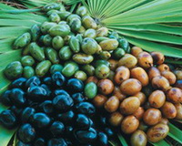 Serenoa repens:green unmature fruit berries and yellow or purple mature berries