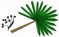 a colorful drawing of Saw Palmetto,brown branch and green leaves,fruit spikes