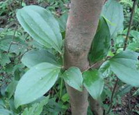 plants of Sarsaparilla with green leaves grow near a tree
