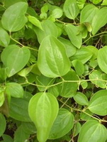 shrubs of Smilax officinalis with vine and green leaves grow in field