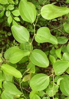 plants of Smilax officinalis with pea green leaves grow in field