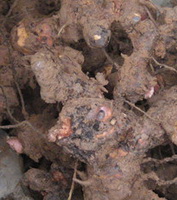 brownish root segments of Smilax root