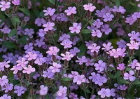 many pinkish Soapwort flowers