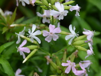 pink and white Soapwort flowers grow on stems