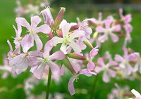 pink flowers of Soapwort