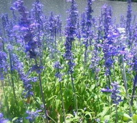 flowering plants of Salvia lavandulaefolia Vahl,Spanish sage with blue flower spikes grow in sunny field