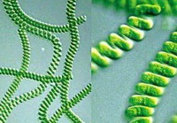Spirulina