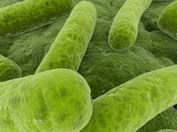 Spirulina:picture of enlarged green algae