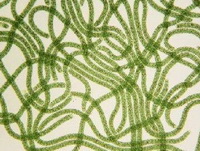 Spirulina:picture of algae in long strip shape