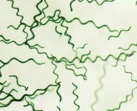 Spirulina:picture of green algae